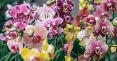 orquideas em flor