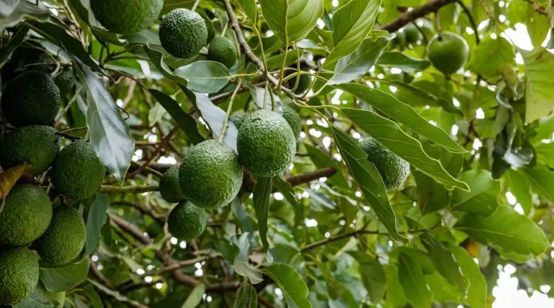 Em que mês enxertar abacateiro em Portugal