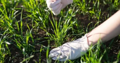 como fazer herbicida com lixívia