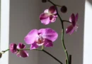 como regar orquídeas interiores